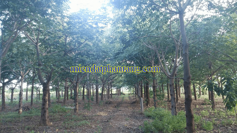 vườn cây mủ trôm phan rang